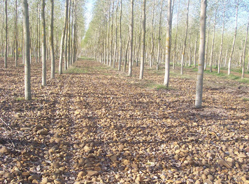 Reforestation of poplars on highly degraded land on the banks of a river