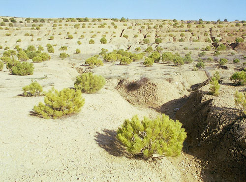 Replanting of an area seriously affected by erosion.